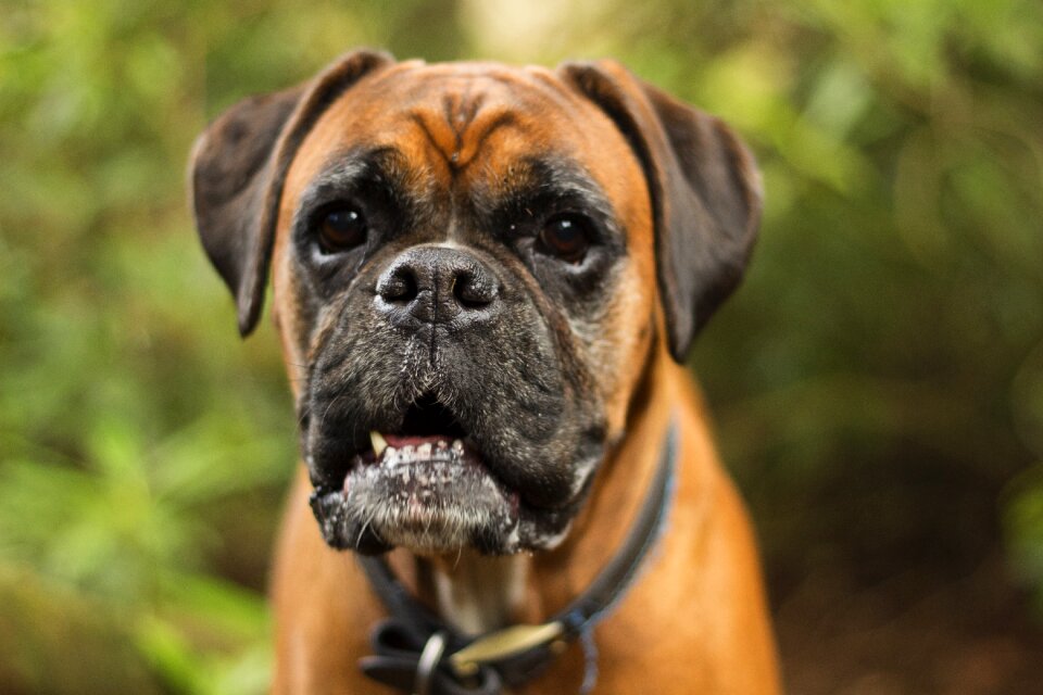 Canine portrait pet
