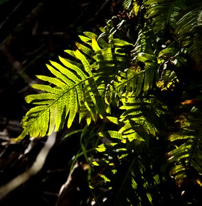 Plant frond branch photo