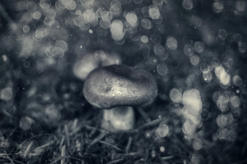 Mushroom forest mushroom wood