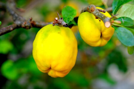 Fruits nature garden