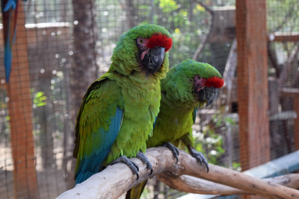 Animal wildlife color
