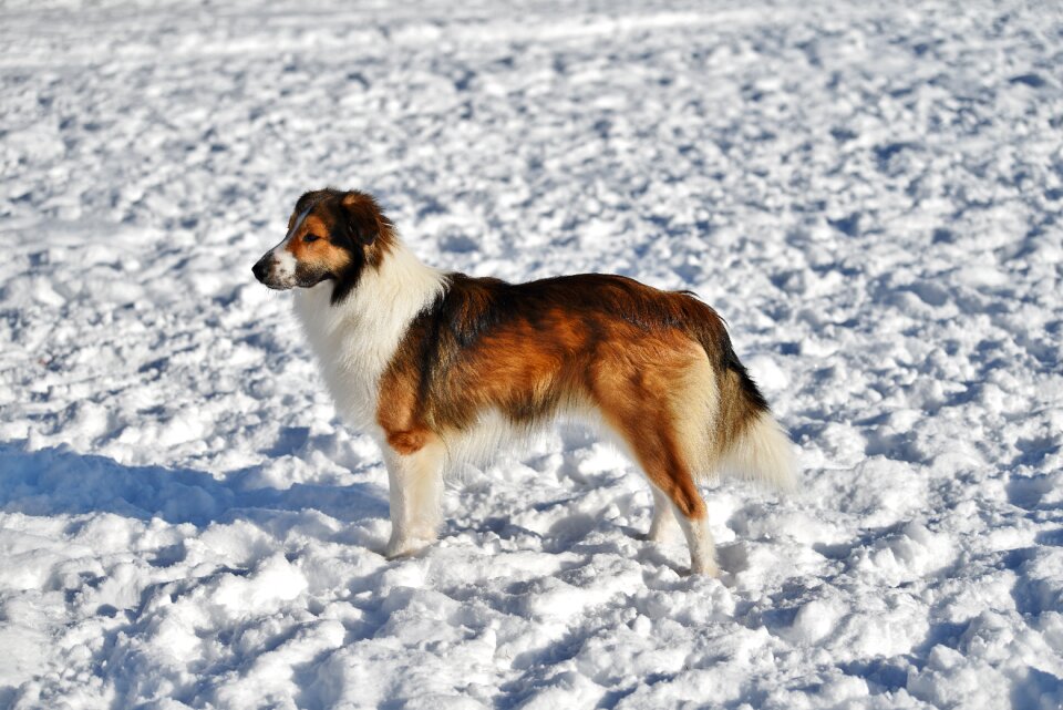 Winter mammal canine