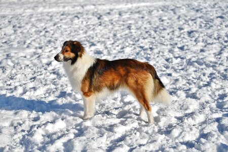 Winter mammal canine