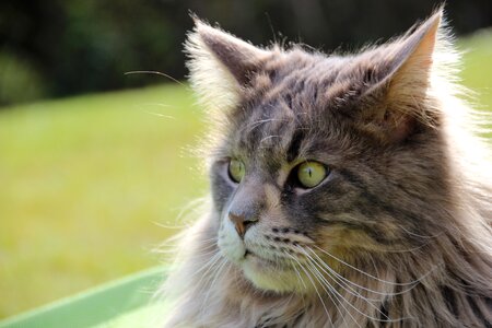 Longhair cat cat face main coon photo