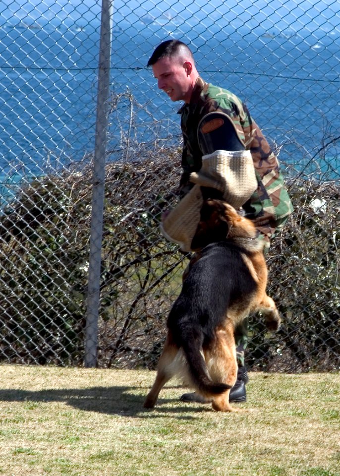 US Navy 070314-N-0483B-001 Master-at-Arms 2nd Class Scott Rafaelson conducts attack training with Zack, a military working dog