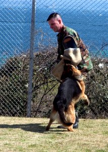 US Navy 070314-N-0483B-001 Master-at-Arms 2nd Class Scott Rafaelson conducts attack training with Zack, a military working dog