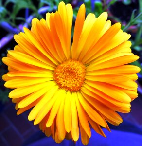 Bloom yellow marigold photo