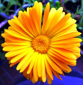 Bloom yellow marigold