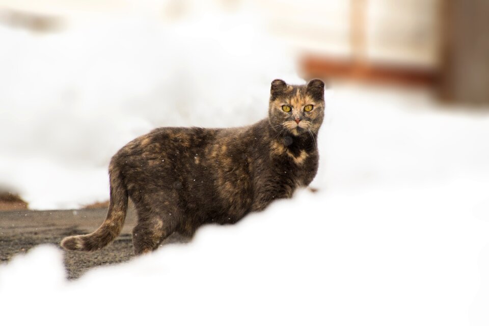 Cat cute pet