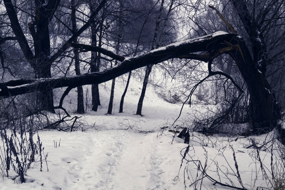 Winter tree snow