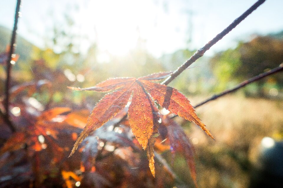 Bright close up fall foliage