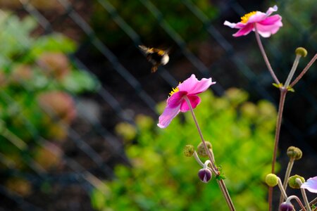 Hummel flying flower photo