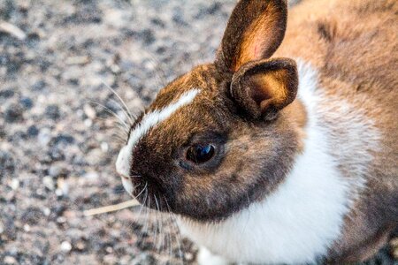 Mammal nature wildlife