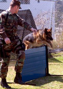 US Navy 070314-N-0483B-002 Master-at-Arms 2nd Class Howard Avery trains Jack, a military working dog, as he jumps over a low wall of an obstacle course photo