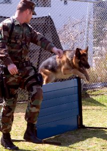 US Navy 070314-N-0483B-002 Master-at-Arms 2nd Class Howard Avery trains Jack, a military working dog, as he jumps over a low wall of an obstacle course