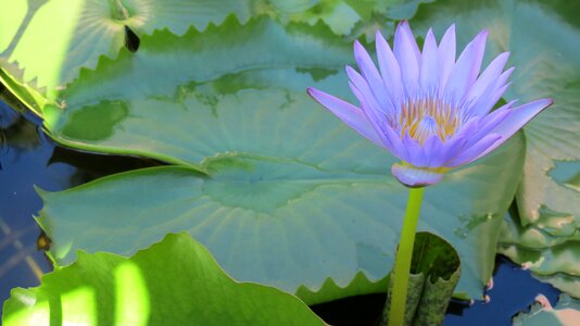 Nature asia tropical