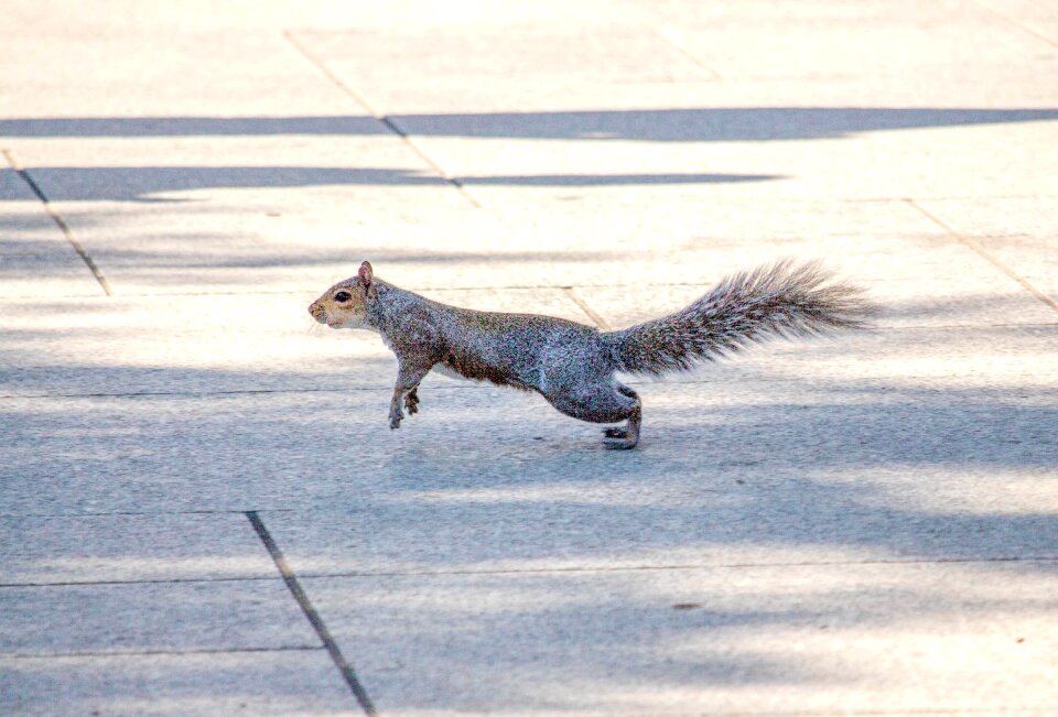 Nature snow wildlife