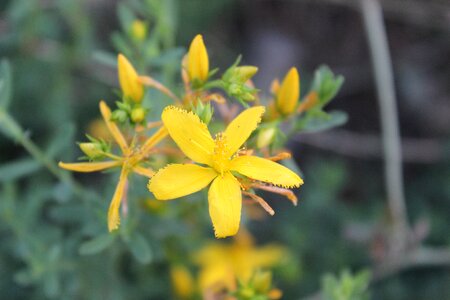 Yellow flower kocaeli photo