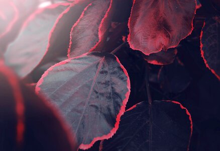 Garden red veins