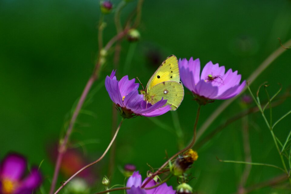 Insect butterfly monkey chow