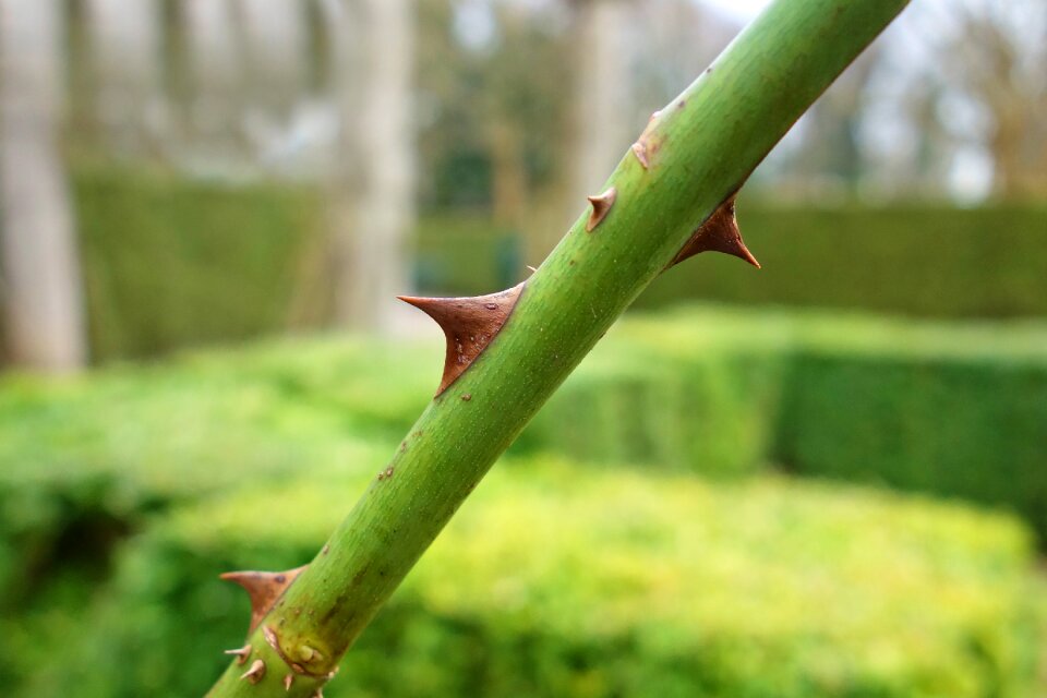 Stem rose stem rose