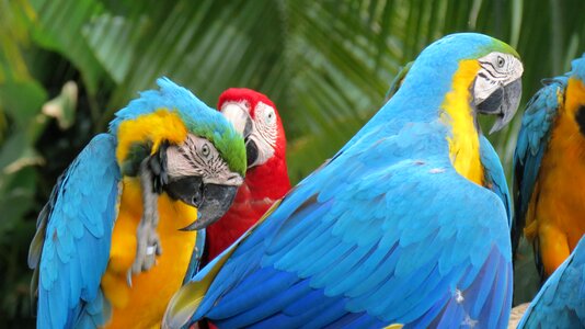 Parrots cambodia birds
