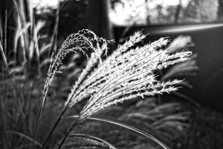 Flower cortaderia selloana perennial photo