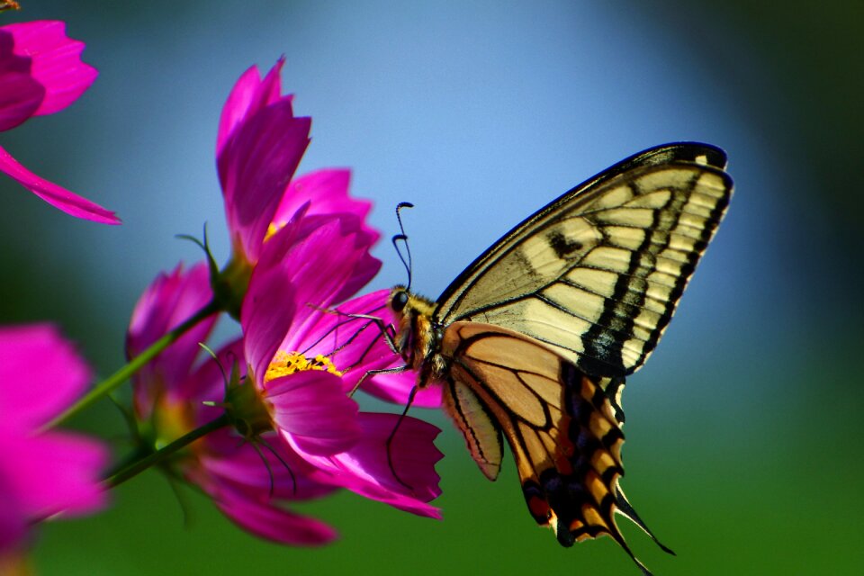 Flowers honey insect