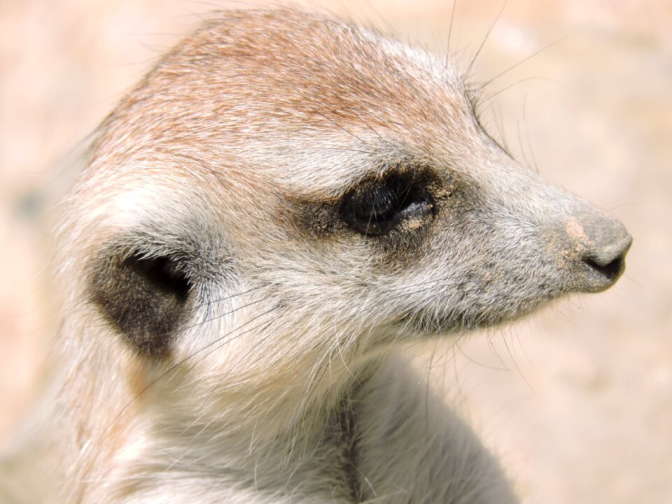 Animal world look fauna