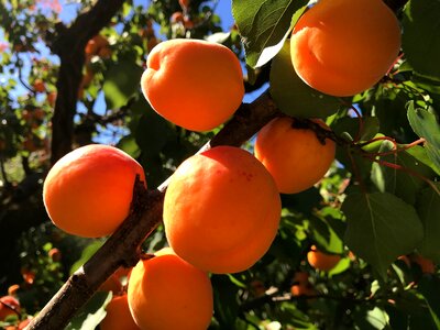 Garden food apricots
