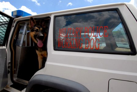 US Navy 070329-N-4965F-006 Military working dog, Uli, a 3-year-old German Sheppard, waits for Master-at-Arms 1st Class Allan Tetreault in a security patrol vehicle