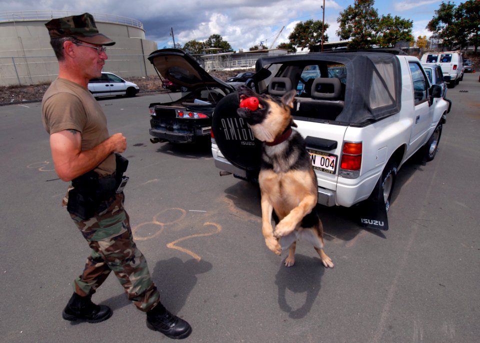 US Navy 070329-N-4965F-003 Military working dog, Arpi, a 5-year-old German Sheppard, catches a chew toy in mid-air thrown by Master-at-Arms 1st Class Doug Johnson