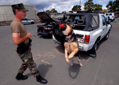 US Navy 070329-N-4965F-003 Military working dog, Arpi, a 5-year-old German Sheppard, catches a chew toy in mid-air thrown by Master-at-Arms 1st Class Doug Johnson photo