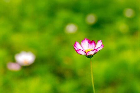 Nature summer lawn photo