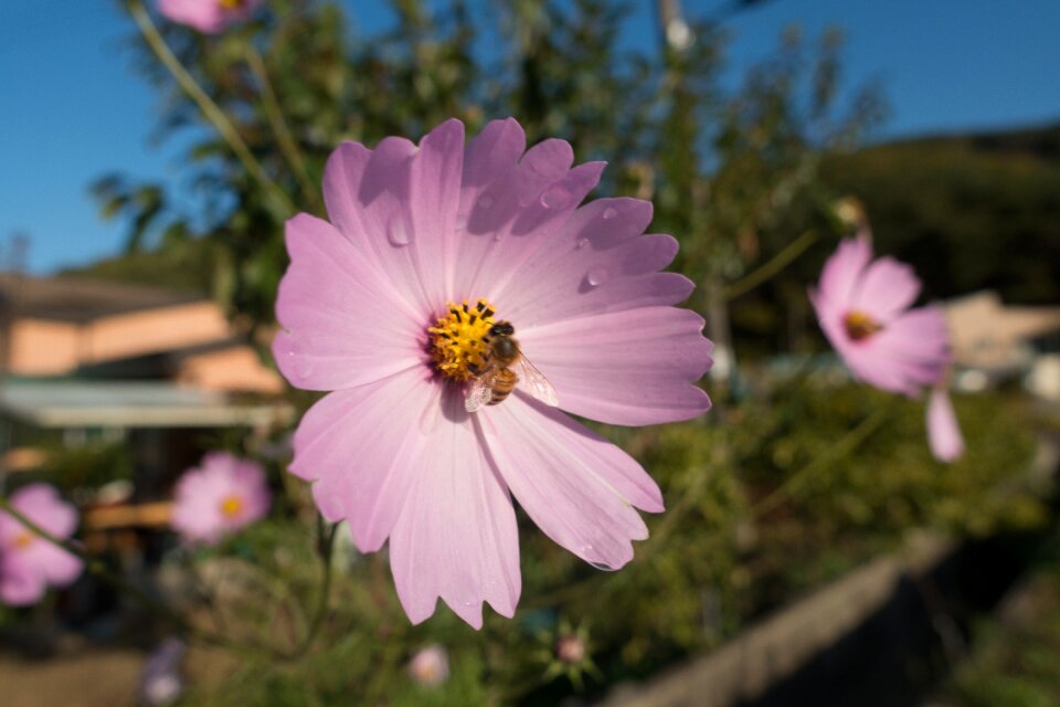 Flower flowering plant garden cosmos