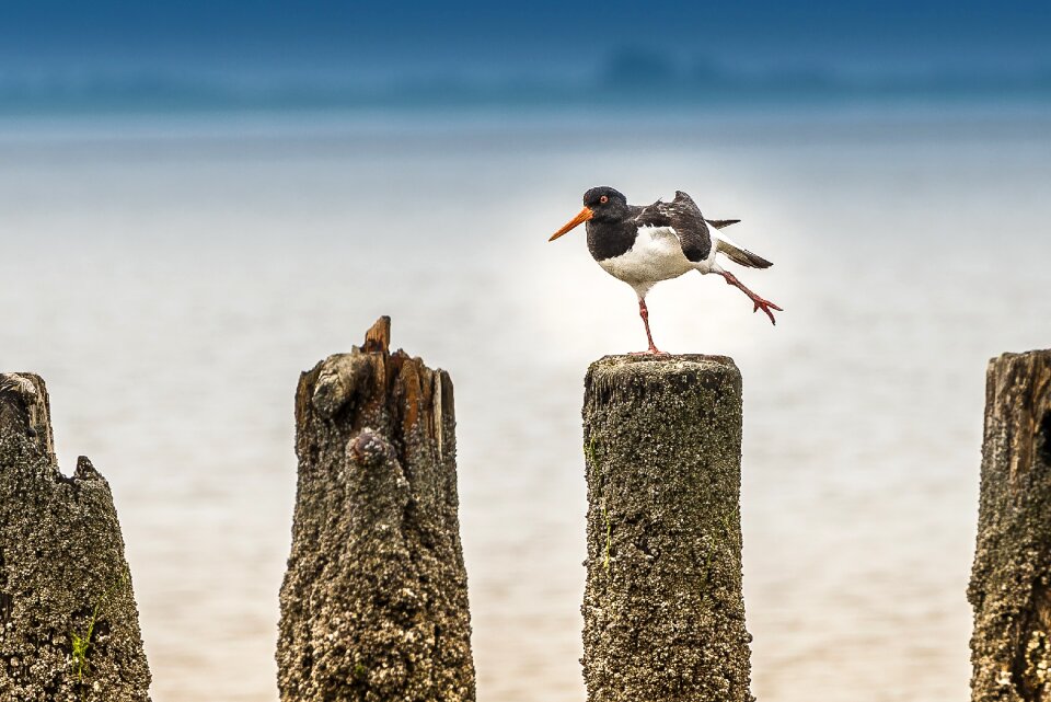 Waders water waterfowl