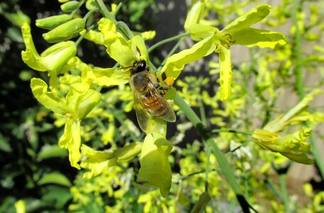 Bee insect pollen photo