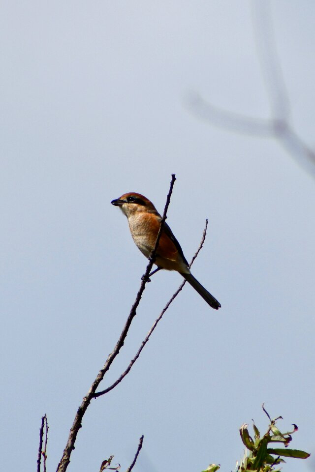 Shrike small birds of prey wild birds