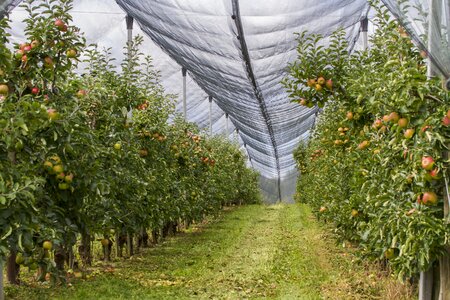 Apple web fruit