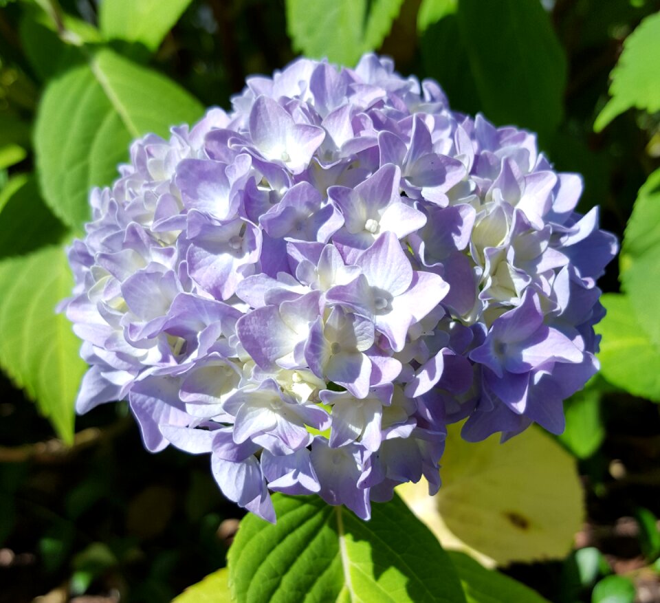 Flowers garden petal