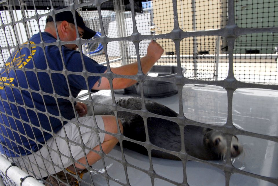 US Navy 070412-N-6652A-152 Marine mammal handler John Smith plays with a sea lion during a presentation of the Navy Marine Mammal Program