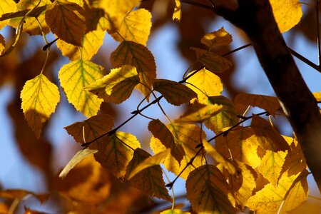 Yellow leaves forest trees photo