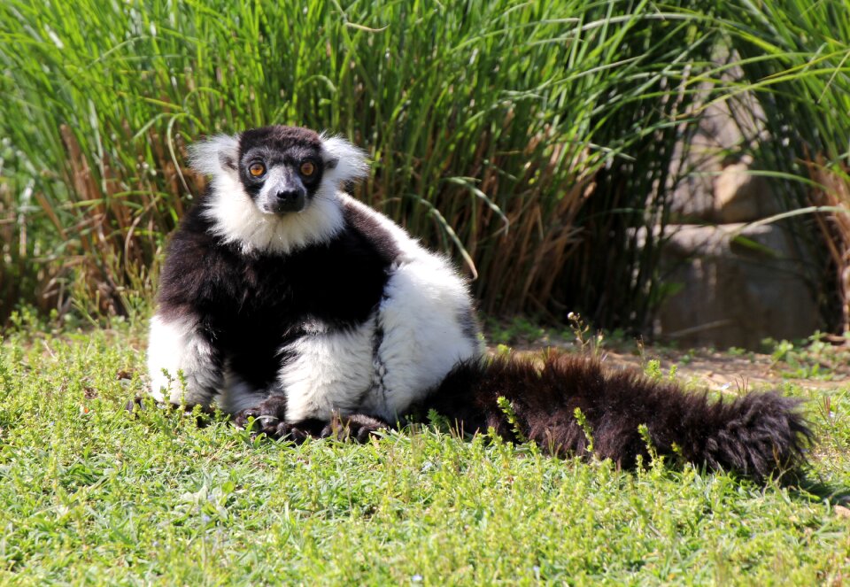Lemur lemurs madagascar