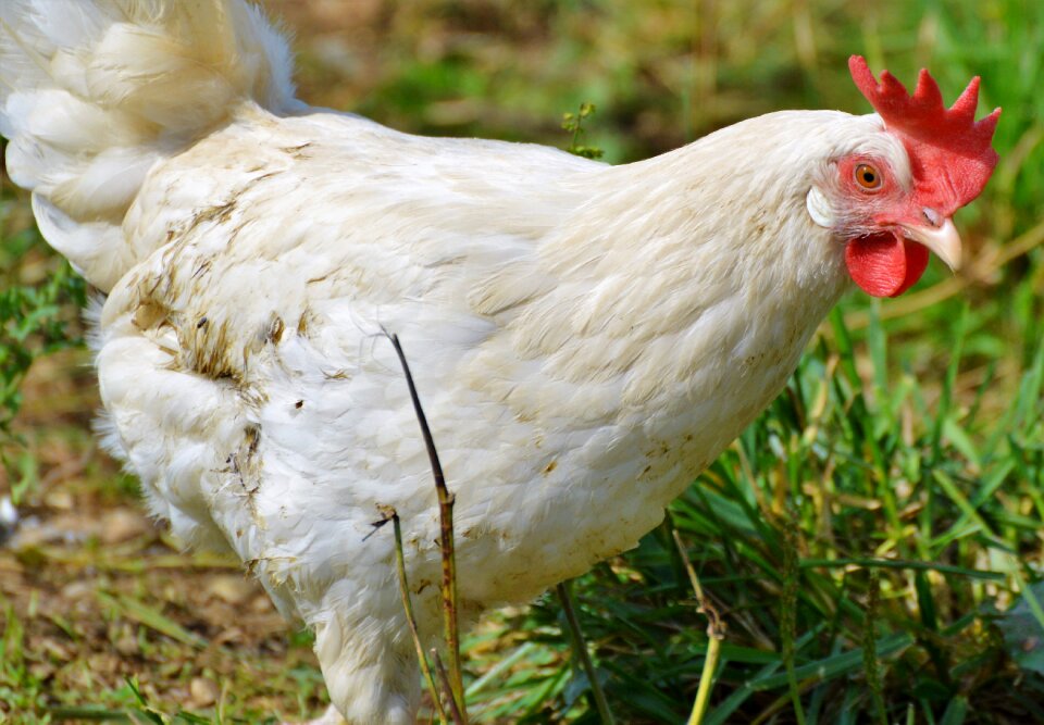 Pinnate free range farm