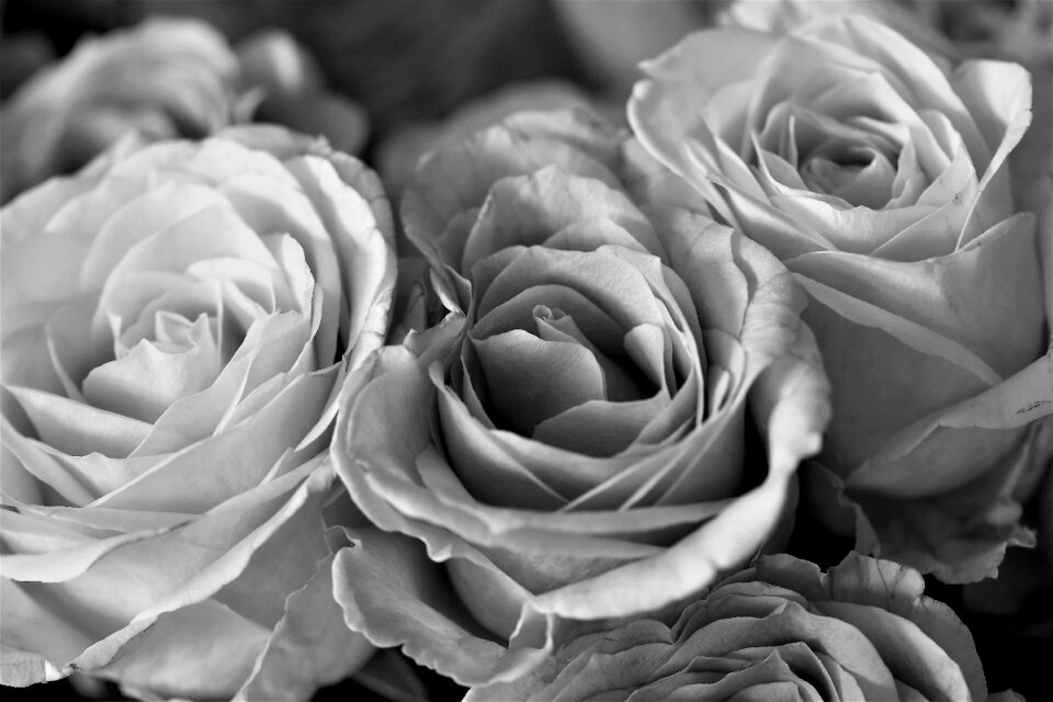 Nature rose blooms summer