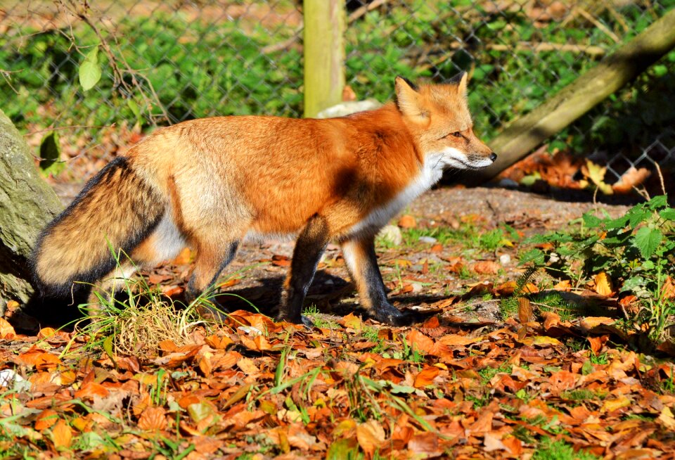 Reddish fur fur wild animal