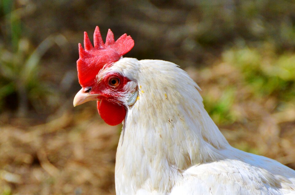 Pinnate free range farm