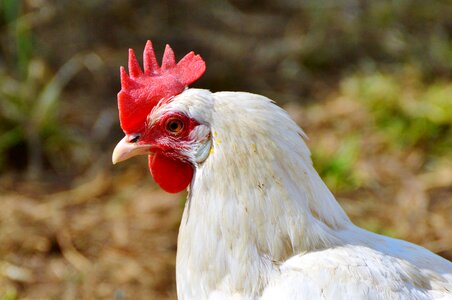 Pinnate free range farm