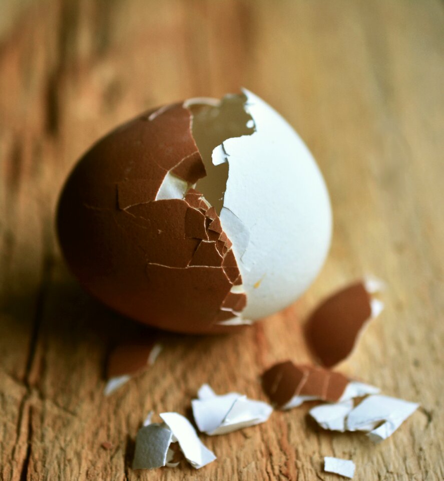Bi color brown egg white egg