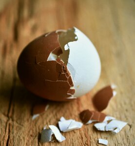 Bi color brown egg white egg